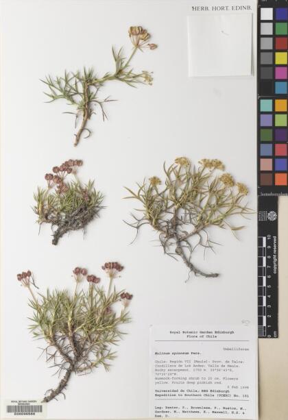 Azorella prolifera [Espécimen: ]