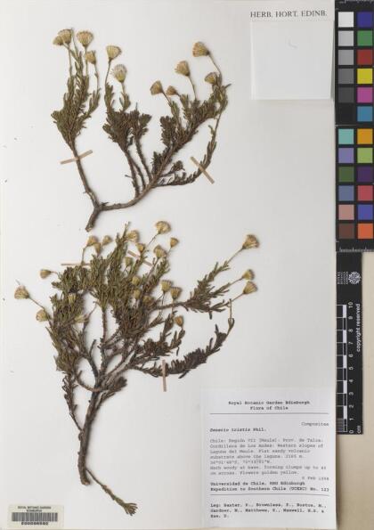 Senecio tristis [Espécimen: ]