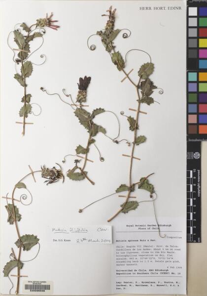 Mutisia ilicifolia [Espécimen: ]
