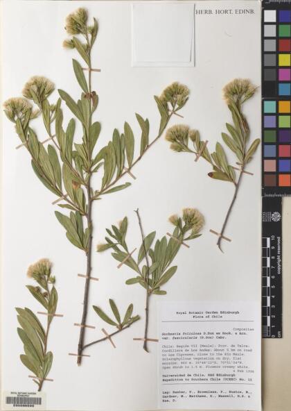 Gochnatia foliolosa var. fascicularis [Espécimen: ]