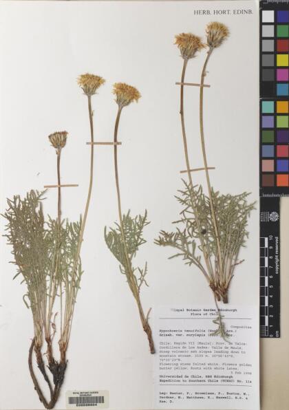 Hypochaeris tenuifolia [Espécimen: ]