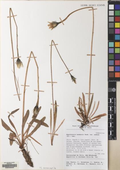 Hypochaeris palustris [Espécimen: ]