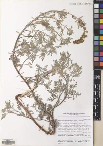 Ambrosia chamissonis [Espécimen: ]