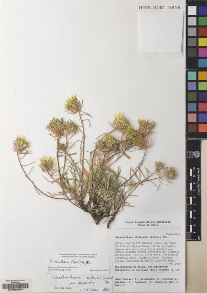 Chaetanthera chilensis [Espécimen: ]
