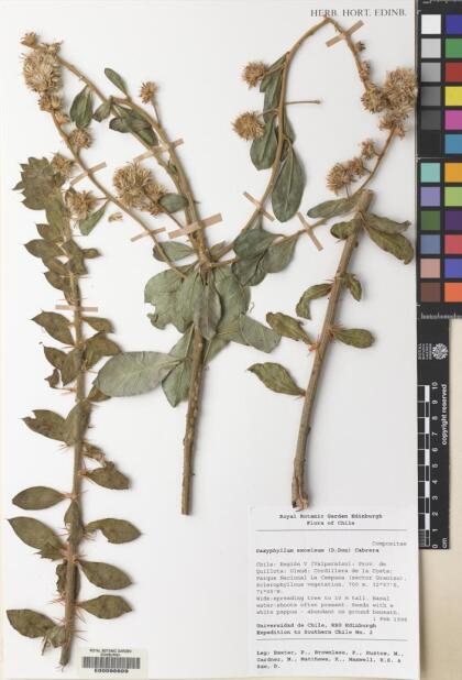 Archidasyphyllum excelsum [Espécimen: ]
