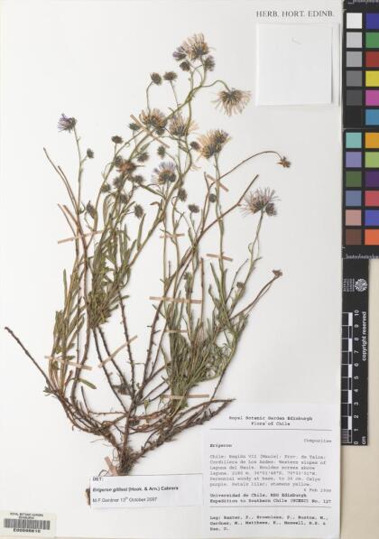 Erigeron gilliesii [Espécimen: ]