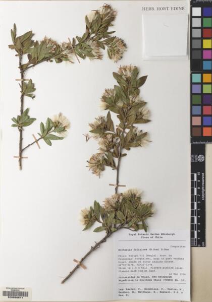 Gochnatia foliolosa var. foliolosa [Espécimen: ]