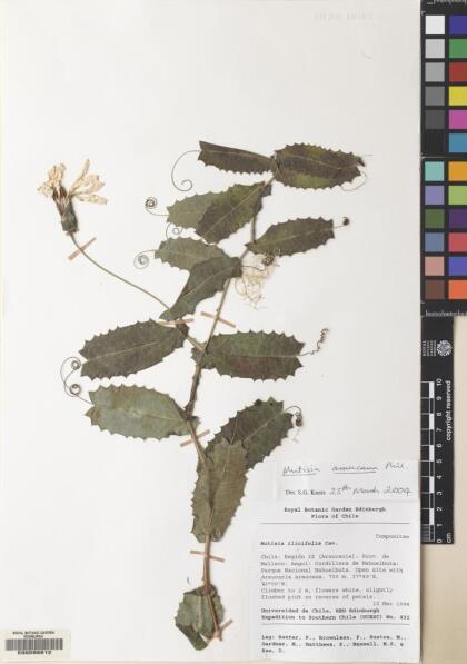 Mutisia araucana [Espécimen: ]