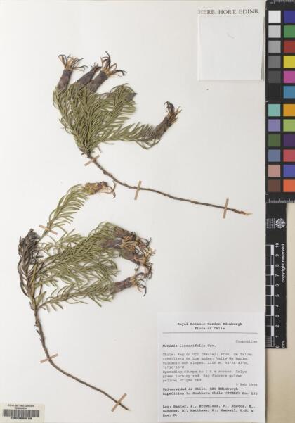 Mutisia linearifolia [Espécimen: ]