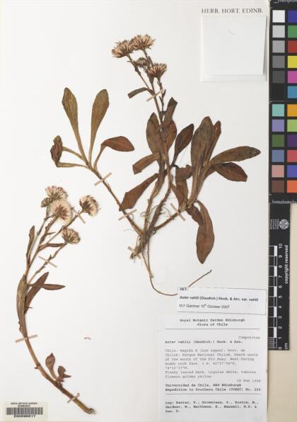 Symphyotrichum vahlii [Espécimen: ]