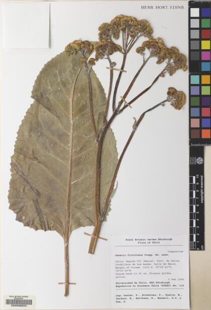 Senecio fistulosus [Espécimen: ]