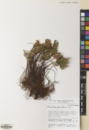 Cheilanthes glauca [Espécimen: ]