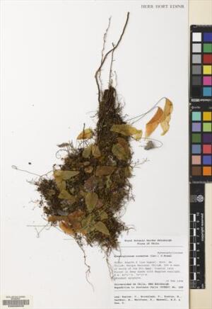 Hymenoglossum cruentum [Espécimen: ]