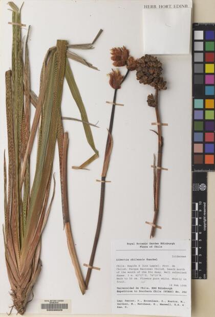 Libertia chilensis [Espécimen: ]
