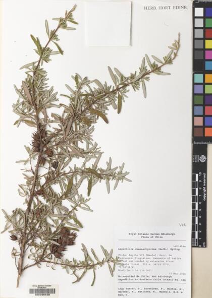 Lepechinia chilensis [Espécimen: ]