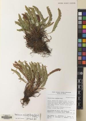Austroblechnum lechleri [Espécimen: ]