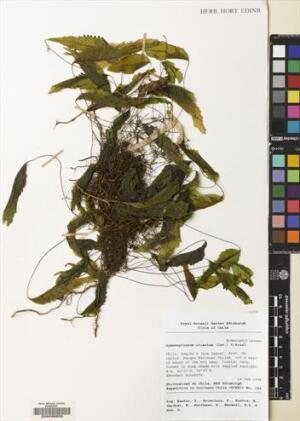 Hymenoglossum cruentum [Espécimen: ]