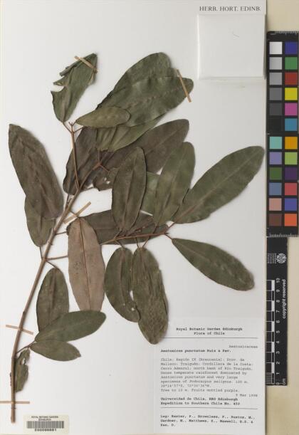 Aextoxicon punctatum [Espécimen: ]