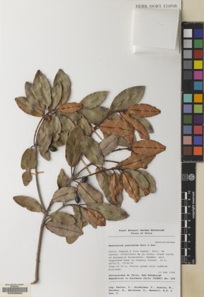 Aextoxicon punctatum [Espécimen: ]