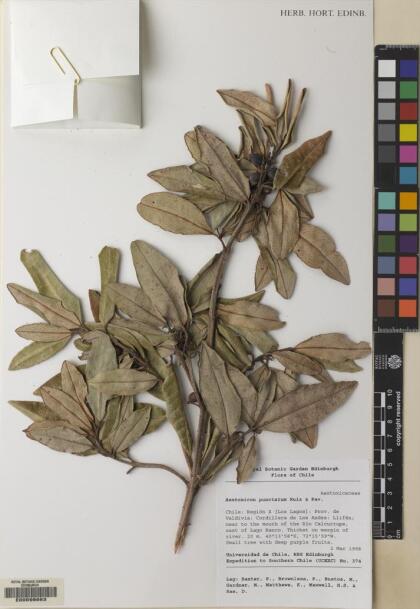 Aextoxicon punctatum [Espécimen: ]