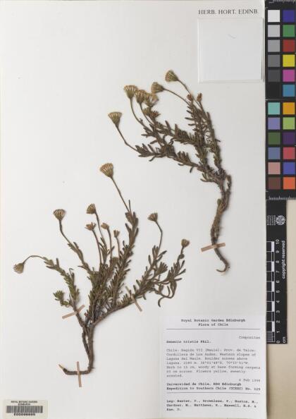 Senecio tristis [Espécimen: ]