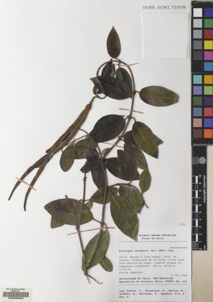 Elytropus chilensis [Espécimen: ]