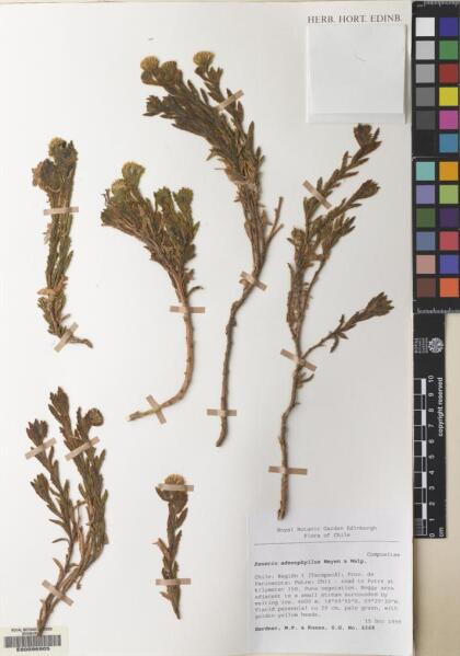Senecio adenophyllus [Espécimen: ]