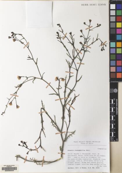 Senecio ctenophyllus [Espécimen: ]