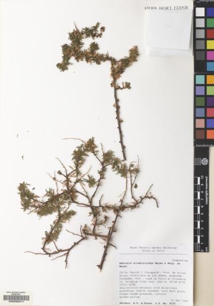 Ambrosia artemisioides [Espécimen: ]