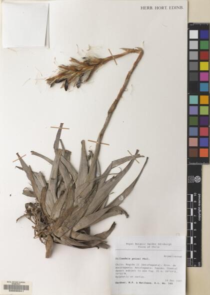Tillandsia geissei [Espécimen: ]