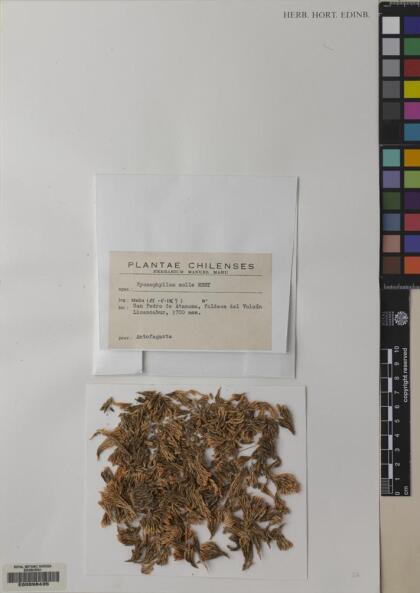 Pycnophyllum molle [Espécimen: ]