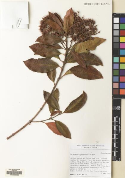 Caldcluvia paniculata [Espécimen: ]