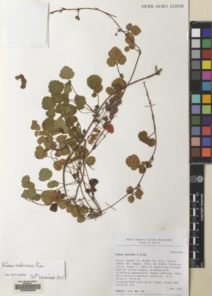 Rubus radicans [Espécimen: ]