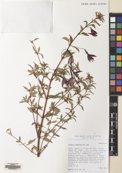 Fuchsia magellanica [Espécimen: ]