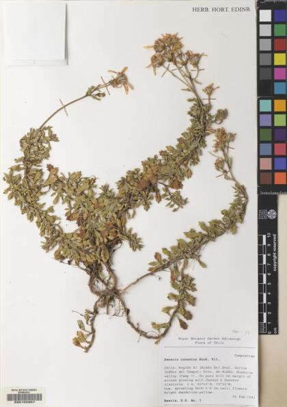 Senecio cuneatus [Espécimen: ]