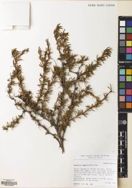 Berberis empetrifolia [Espécimen: ]