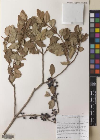 Schinus patagonica [Espécimen: ]