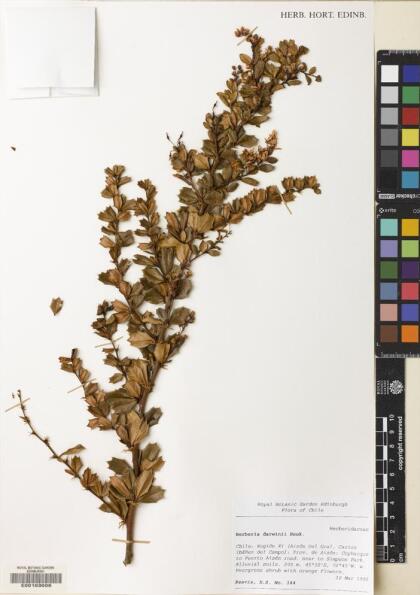 Berberis darwinii [Espécimen: ]