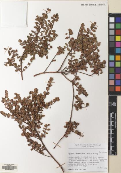 Myrteola nummularia [Espécimen: ]