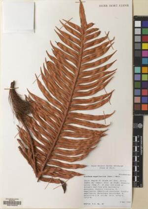 Lomariocycas magellanica [Espécimen: ]