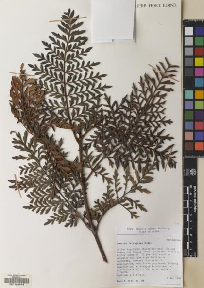 Salix viminalis [Espécimen: ]