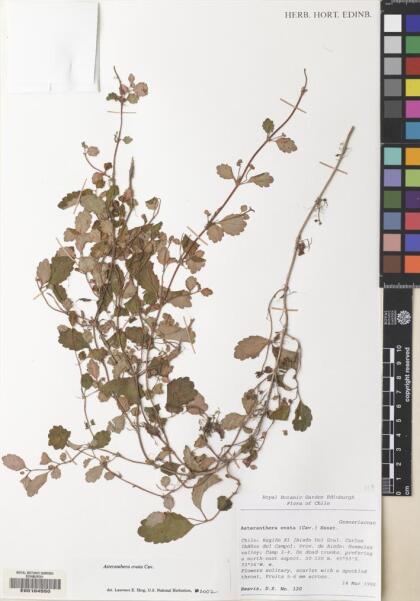 Asteranthera ovata [Espécimen: ]