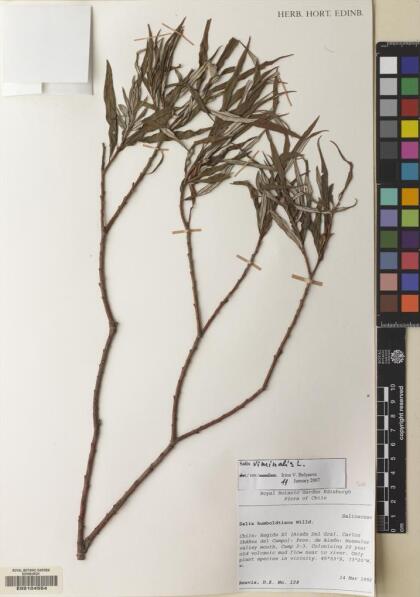 Salix viminalis [Espécimen: ]