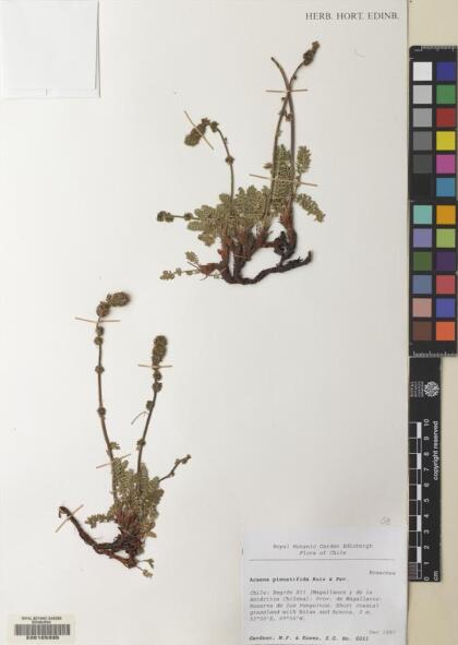 Acaena pinnatifida [Espécimen: ]