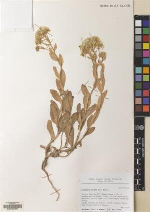 Lepidium draba [Espécimen: ]