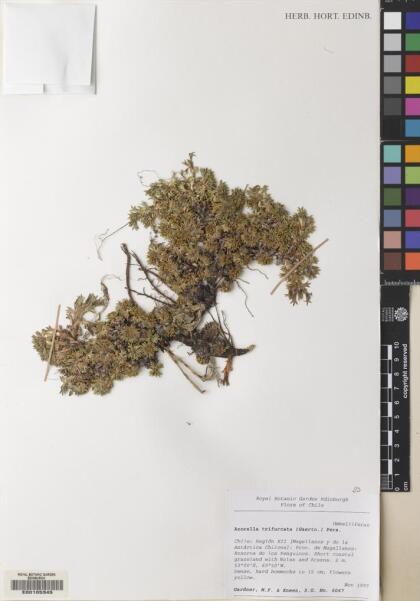 Azorella trifurcata [Espécimen: ]