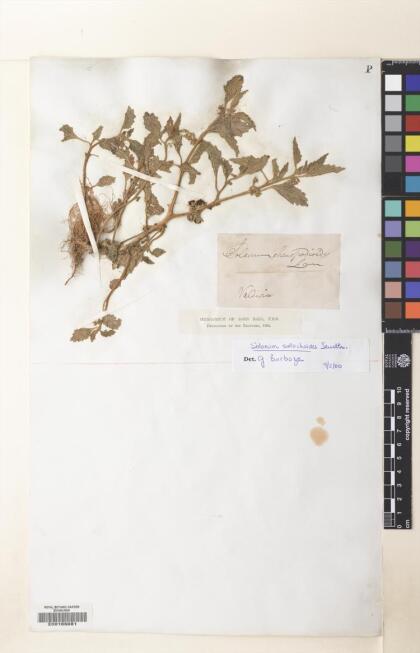 Solanum nitidibaccatum [Espécimen: ]