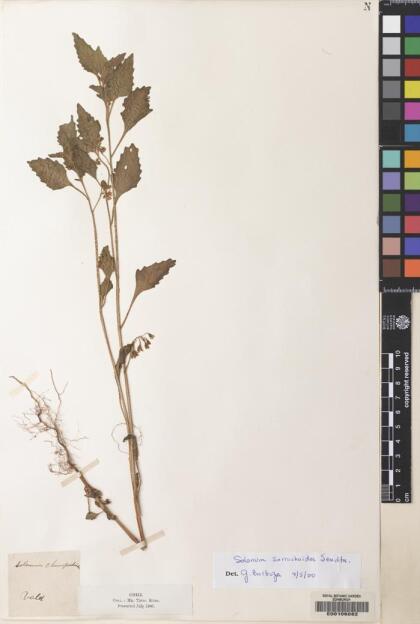 Solanum nitidibaccatum [Espécimen: ]