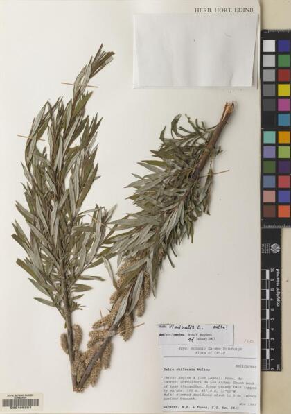 Salix viminalis [Espécimen: ]