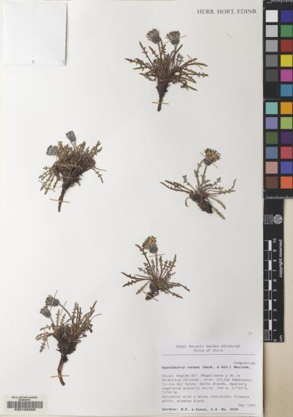 Hypochaeris incana [Espécimen: ]